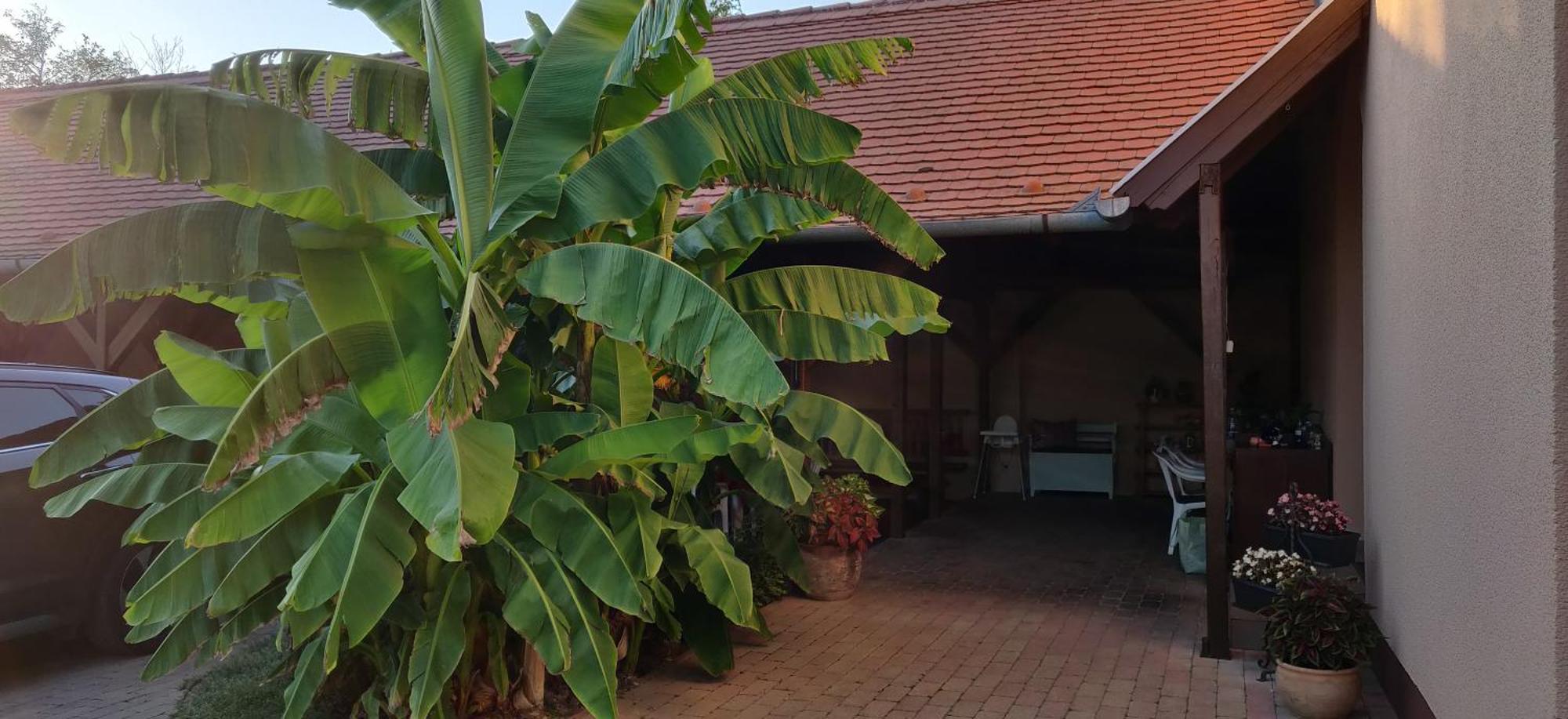 Korona Panzio Bed & Breakfast Balatonbereny Exterior photo